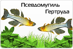 Псевдомугиль Гертруды - Pseudomugil gertrudae