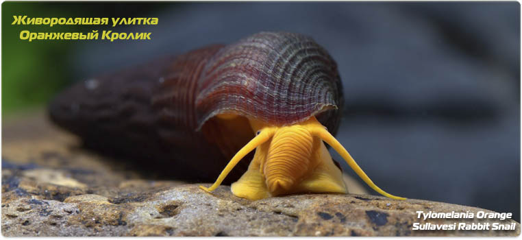 Улитка Оранжевая Тиломелания - Tylomelania Orange Sullavesi Rabbit Snail
