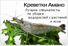 Креветка Амано - Caridina japonica