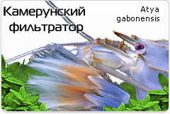 Креветка-фильтратор Atya gabonensis