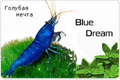 Креветка Синяя Мечта - Blue Dream