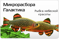 Микрорасбора Галактика