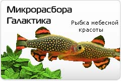 Микрорасбора Галактика