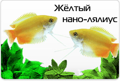 Желтый Нано-Лялиус - Colisa chuna gold