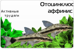 Отоцинклюс Аффинис