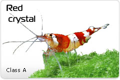 Креветка Красный кристал - Red crystal A