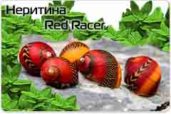 Улитка Неритина Красный Гонщик - Neritina Red Racer