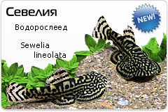 Севелия разлинованая - Sewellia lineolata