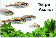Тетра Амапа - Hyphessobrycon amapensis