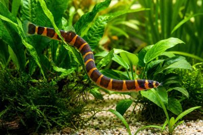 /images/product_images/info_images/fish/akantophtalmus-kjulja---acanthophthalmus-kuhlii_1.jpg
