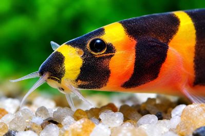 /images/product_images/info_images/fish/akantophtalmus-kjulja---acanthophthalmus-kuhlii_2.jpg