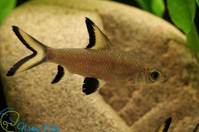 /images/product_images/info_images/fish/akulij-balu---balantiocheilos-melanopterus_1.jpg