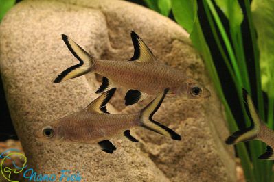 /images/product_images/info_images/fish/akulij-balu---balantiocheilos-melanopterus_3.jpg