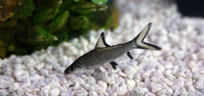 /images/product_images/info_images/fish/akulij-balu---balantiocheilos-melanopterus_6.jpg