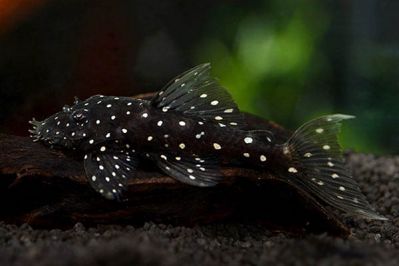 /images/product_images/info_images/fish/ancistrus-brilliantovyj-l-184---brilliant-bristlenose-pleco-_1.jpg