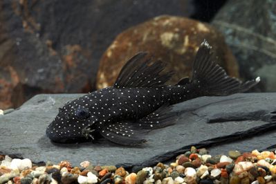 /images/product_images/info_images/fish/ancistrus-brilliantovyj-l-184---brilliant-bristlenose-pleco-_3.jpg