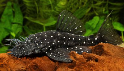 /images/product_images/info_images/fish/ancistrus-brilliantovyj-l-184---brilliant-bristlenose-pleco-_4.jpg