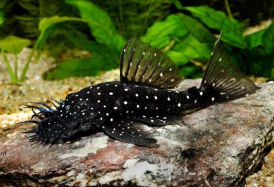 /images/product_images/info_images/fish/ancistrus-brilliantovyj-l-184---brilliant-bristlenose-pleco-_5.jpg