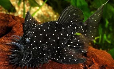 /images/product_images/info_images/fish/ancistrus-brilliantovyj-l-184---brilliant-bristlenose-pleco-_6.jpg