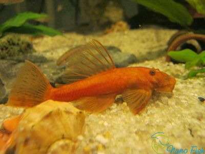 /images/product_images/info_images/fish/ancistrus-oranzhevyj---ancistrus-super-red_1.jpg