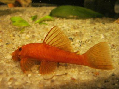 /images/product_images/info_images/fish/ancistrus-oranzhevyj---ancistrus-super-red_6.jpg