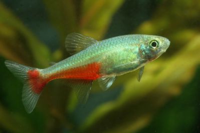 /images/product_images/info_images/fish/aphioharaks-ratbuni-aphyocharax-rathbuni_3.JPG