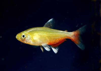 /images/product_images/info_images/fish/aphioharaks-ratbuni-aphyocharax-rathbuni_4.jpg