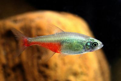 /images/product_images/info_images/fish/aphioharaks-ratbuni-aphyocharax-rathbuni_5.JPG