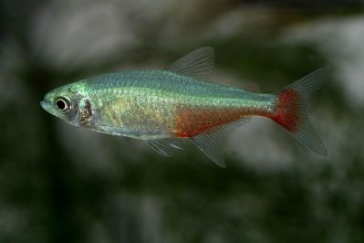 /images/product_images/info_images/fish/aphioharaks-ratbuni-aphyocharax-rathbuni_6.JPG