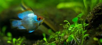 /images/product_images/info_images/fish/apistogramma-jelektrik-blju-microgeophagus-ramirezi-electric-blue_4.jpg