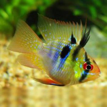 /images/product_images/info_images/fish/apistogramma-ramirezi-ballon--microgeophagus-ramirezi-ballon_4.jpg