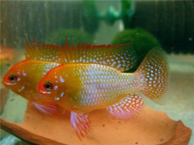 /images/product_images/info_images/fish/apistogramma-zolotaja-ramirezi---microgeophagus-ramirezi-gold_1.jpg