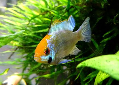 /images/product_images/info_images/fish/apistogramma-zolotaja-ramirezi---microgeophagus-ramirezi-gold_2.jpg