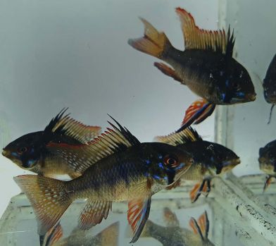 /images/product_images/info_images/fish/apstograma-ramrez-temnij-licar---microgeophagus-ramirezi-var-black_1.jpg