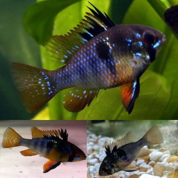 /images/product_images/info_images/fish/apstograma-ramrez-temnij-licar---microgeophagus-ramirezi-var-black_3.jpg