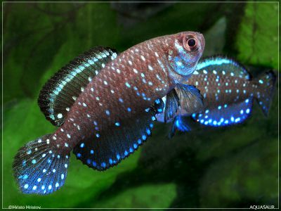 /images/product_images/info_images/fish/astrolebias-zvezdchatyj---austrolebias-nigripinnis_1.jpg