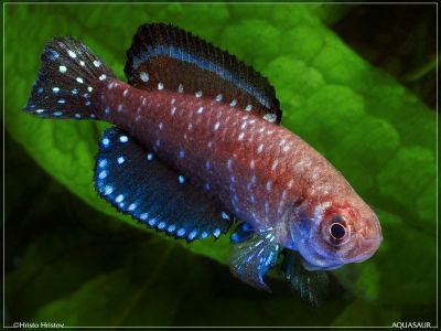 /images/product_images/info_images/fish/astrolebias-zvezdchatyj---austrolebias-nigripinnis_6.jpg