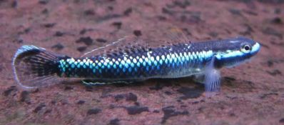 /images/product_images/info_images/fish/bichok-atropurpureus---stiphodon-atropurpureus_4.jpg