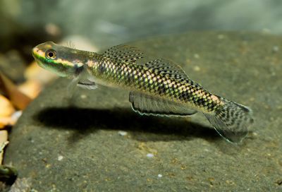 /images/product_images/info_images/fish/bichok-atropurpureus---stiphodon-atropurpureus_5.jpg