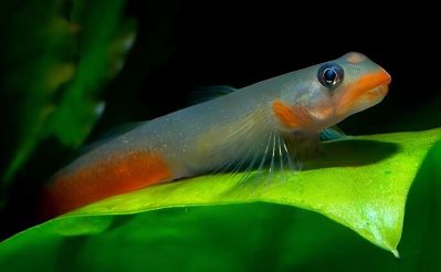 /images/product_images/info_images/fish/bichok-chervonogubij---sicyopus-rubicundus_6.jpg