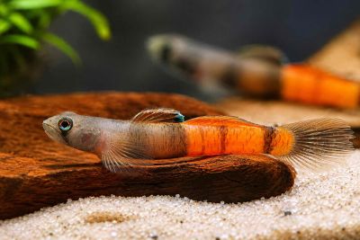 Бичок Червонопоясний - Sicyopus zosterophorus