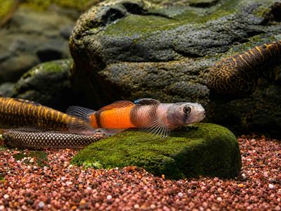 /images/product_images/info_images/fish/bichok-chervonopojasnij---sicyopus-zosterophorus_1.jpg