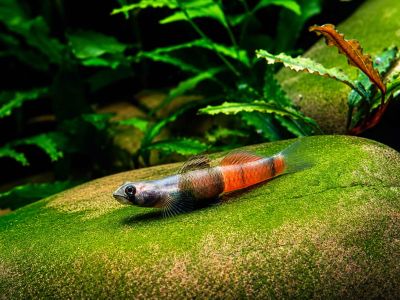 /images/product_images/info_images/fish/bichok-chervonopojasnij---sicyopus-zosterophorus_2.jpg
