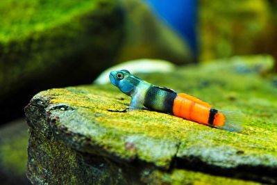 /images/product_images/info_images/fish/bichok-chervonopojasnij---sicyopus-zosterophorus_3.jpg