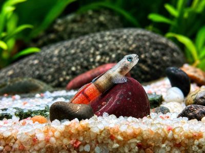 /images/product_images/info_images/fish/bichok-chervonopojasnij---sicyopus-zosterophorus_4.jpg