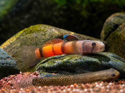 /images/product_images/info_images/fish/bichok-chervonopojasnij---sicyopus-zosterophorus_5.jpg