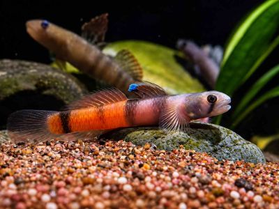 /images/product_images/info_images/fish/bichok-chervonopojasnij---sicyopus-zosterophorus_6.jpg
