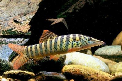 /images/product_images/info_images/fish/bocija-berdmorej---botia-berdmorei_1.jpg