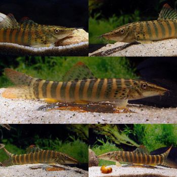 /images/product_images/info_images/fish/bocija-berdmorej---botia-berdmorei_2.jpg