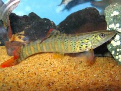 /images/product_images/info_images/fish/bocija-berdmorej---botia-berdmorei_3.jpg